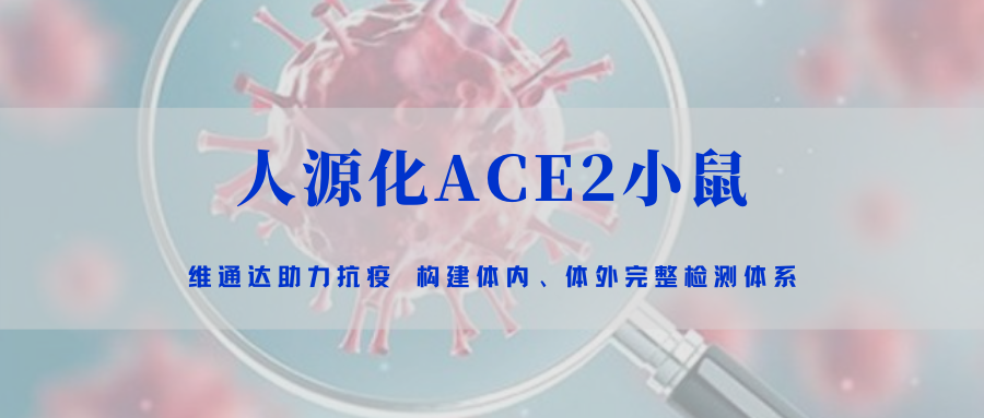 助力抗疫｜人源化ACE2必威模型